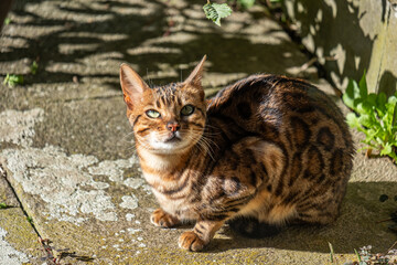 Bengal cat with piercing gaze sits gracefully on stone surface, showcasing agile posture and wild...