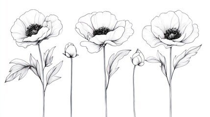 Five delicate flower stems and buds in monochrome