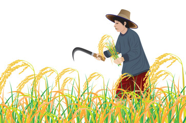 farmer harvesting rice plant in paddy field vector design