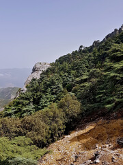 At 1,821 m in the Rif Mountains of northwest Morocco, Hafat Zeltane Park shelters a rare stand of Cedrus atlantica - the endangered Atlas cedar forest on the slopes of Hafat Zeltane.