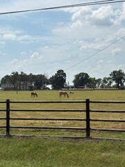 Fototapeta premium f horses on a farm grazing