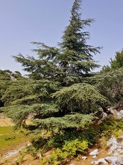 Atlas cedar (Cedrus atlantica) a slow-growing evergreen conifer native to the Rif and Atlas mountain ranges of Morocco and Algeria; thrives at 1,500-2,500 m altitude, tolerates cold, drought, and fire