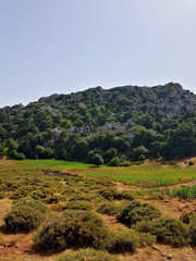 High-mountain landscape showcases a stand of Cedrus atlantica (Atlas cedar) rising above a diverse mix of juniper, pine, and oak on a rugged hill, with Clear sky and panoramic mountain views