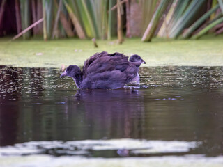Juvenile American coots swimming in pond