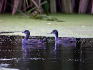 Juvenile American coots swimming in pond