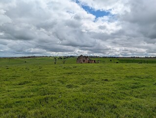 Obraz premium landscape with cows