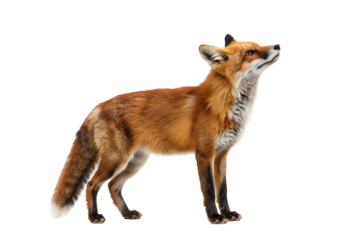 Red Fox Standing on White Background Looking Upwards, a Beautiful Wild Animal Portrait