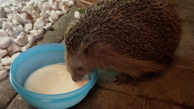 Ein Igel klaut der Katze die Milch.