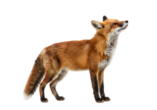 Red Fox Standing on White Background Looking Upwards, a Beautiful Wild Animal Portrait