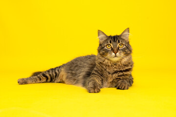 Relaxed Cat on Yellow Background