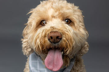 Cream Curly Dog Close-Up with Tongue Out
