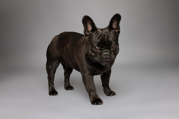 French Bulldog Standing in Studio