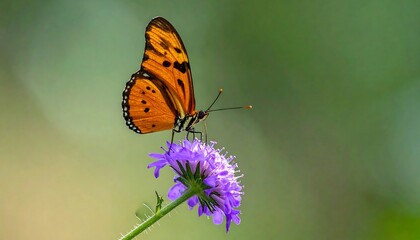 Obraz premium Vibrant orange and black butterfly alights on a delicate purple flower, set against a soft green bokeh backdrop