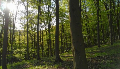Obraz premium Sunlight Filters Through Lush Green Forest Trees