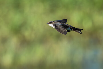 Tree swallow with iridescent feathers in flight.