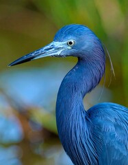 Fototapeta premium Close-up of a vibrant blue bird (1)