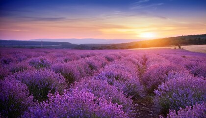 Obraz premium Enchanting Lavender Field At Dusk With Glowing Ambient Light