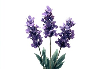 Obraz premium Purple lavender flowers with green leaves against a white background.