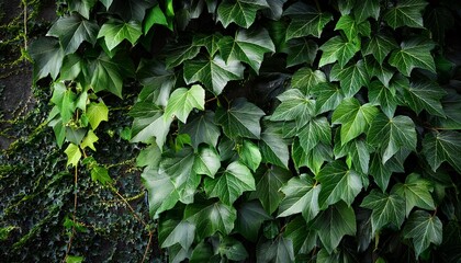 Dark Green Leaves And Ivy Covering Wall In Natural Light