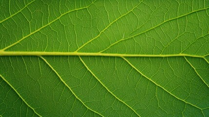 Obraz premium Green leaf macro close up natural texture
