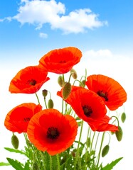 Obraz premium Vibrant red poppies blooming against a blue sky