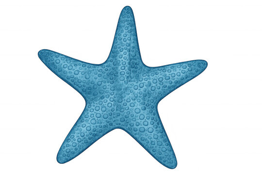 Light blue starfish with detailed texture isolated on transparent background, perfect for marine-themed projects