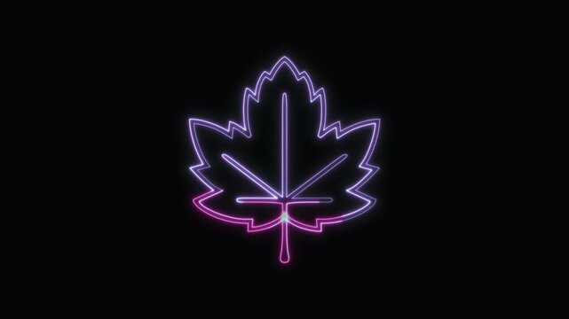  Maple Leaf Icon Neon Seamless Loop 4K with Black Background Animated Promotional Typography for Video Editing