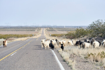 Rural scene, a herd of Creole goats walks along a road in La Pampa, Argentina, where transhumance is common.