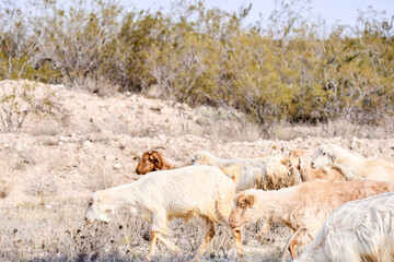 Naklejka premium Rural scene, a herd of Creole goats walks alongside a road in La Pampa, Argentina, where transhumance is common.
