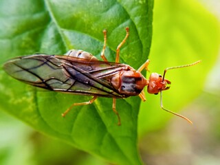 weaver ant (Oecophylla smaragdina)