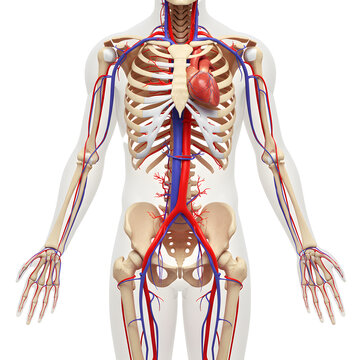 Anatomical Rendering Human Skeleton with Circulatory System Frontal View.