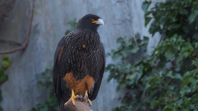 Close up falcon bird head sitting on a rock and looking around on a cloudy spring day.