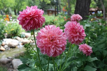 Pink and white dahlia blossoms in a garden setting.