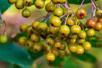 Wild berries along the Trail