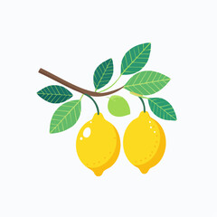 Two Ripe Yellow Lemons on a Branch with Green Leaves