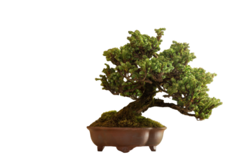 arbol bonsai sobre fondo transparente