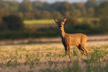 Roe Deer In Field At Dawn In Great Fransham -  241A6986