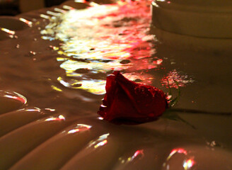 rose floating in a fountain