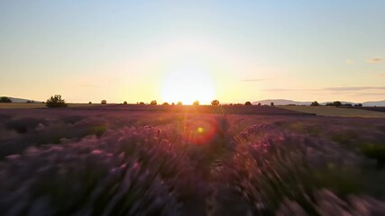 Lavender field sunset aerial view, drone footage above violet flowers at golden hour, rural - Powered by Adobe