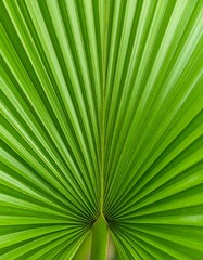 Obraz premium Close-up of a vibrant green palm frond