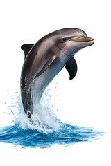 Dolphin Leaping Out of Water &ndash; Marine Mammal in Mid-Air Splash Isolated on White Background