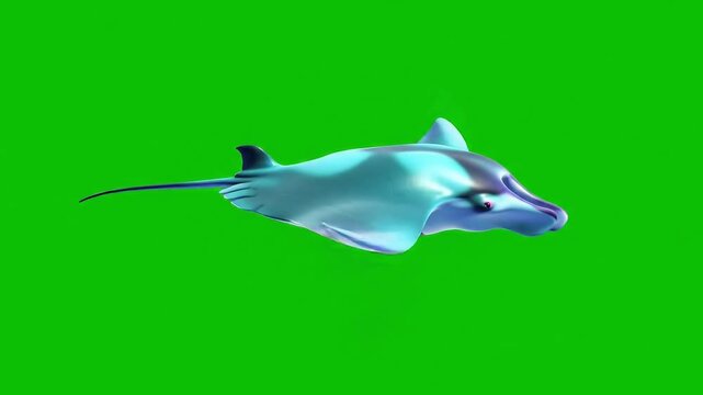 A 3D cartoon illustration of a blue stingray swimming against a green screen background.