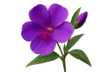 Purple glory bush flower blooming, revealing vivid petals and verdant foliage, set against transparent backdrop