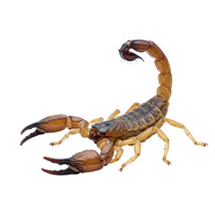 Detailed Close Up of a Desert Scorpion on Transparent Background, Arachnid with Powerful Claws and Curved Tail, Brown and Tan Colors,  High
