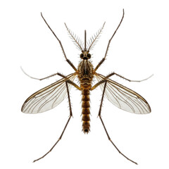 Detailed Closeup of a Brown Mosquito with Transparent Wings on a Black Background, High Resolution Insect Photography for Scientific Research or