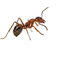Detailed Closeup of a Reddish Brown Ant with Transparent Background, Ideal for Science Publications or Educational Materials.  High-Resolution Insect