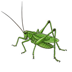 Detailed Illustration of a Vibrant Green Katydid Insect with Long Antennae and Powerful Legs Against a Transparent Background, Ideal for Nature