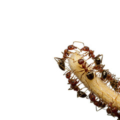 Red Ants Collaboratively Transporting a Piece of Food Against a Black Background: A Detailed Close Up Image Perfect for Nature Photography