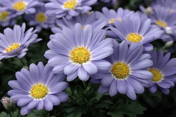 Close-up of light purple daisy flowers.