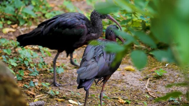 Close up of black ibis birds walking around a meadow on a sunny spring day